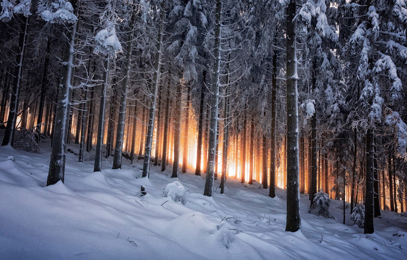 snow forest facebook covers