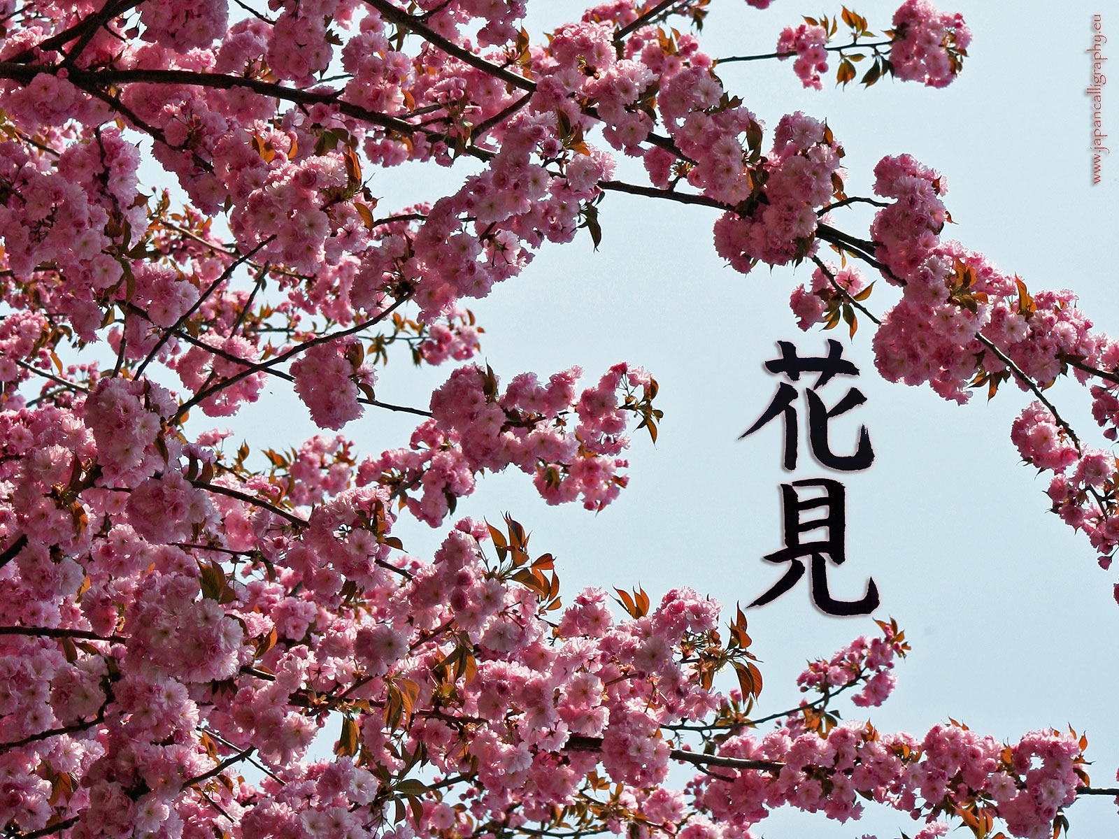 Sakura Kanji - HD Wallpaper 