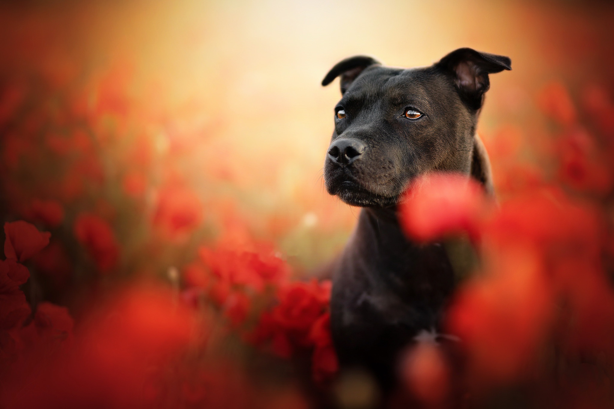 Staffordshire Bull Terrier - 2048x1365 Wallpaper - teahub.io