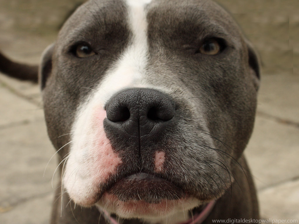 is an irish staffy a pitbull