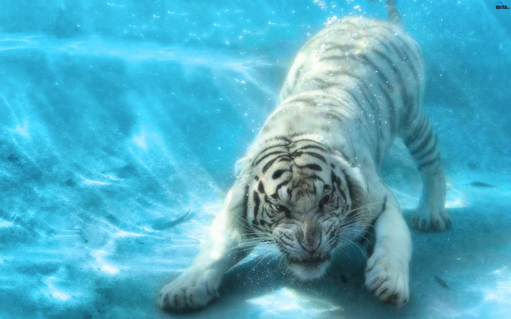 Wallpaper Tiger Underwater 1680x1050 Wallpaper Teahub Io