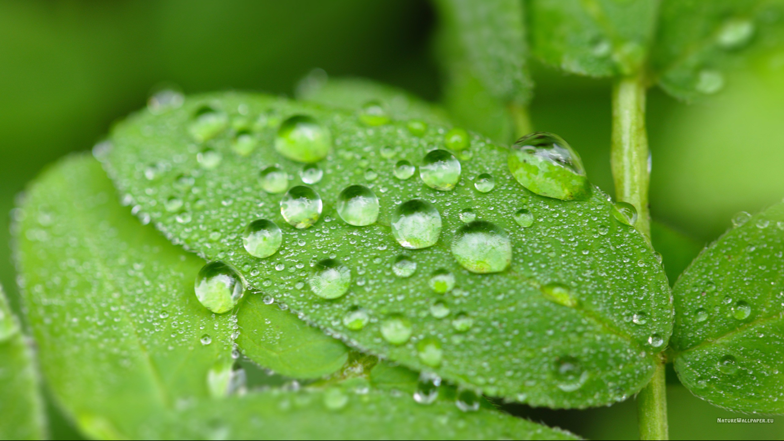 Water Drop Images Background Green - HD Wallpaper 