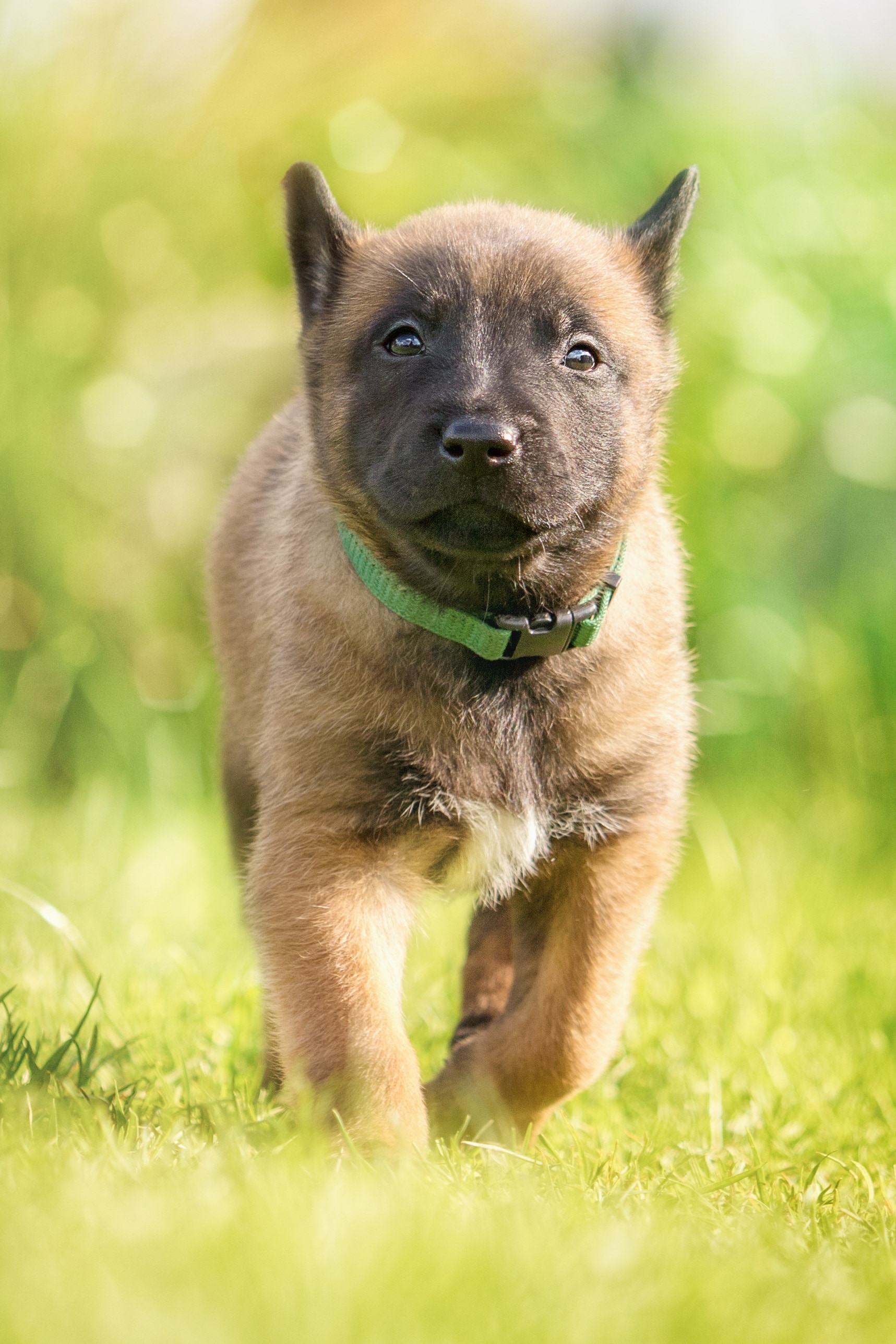 cute belgian malinois puppy