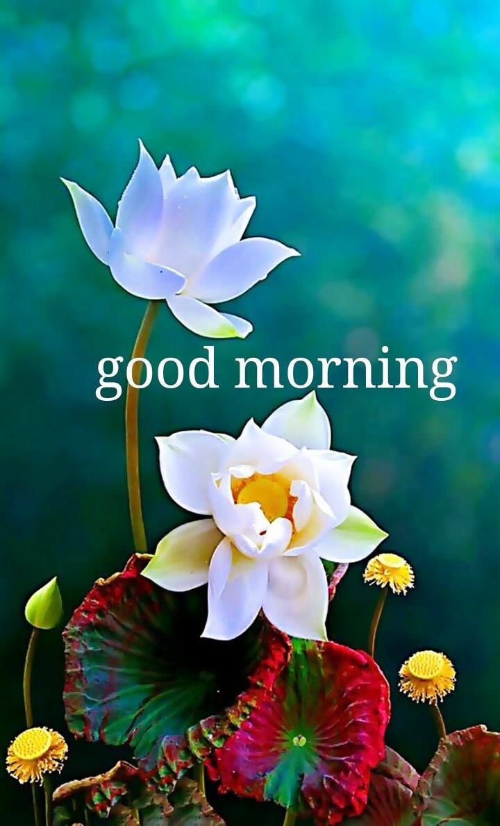 Whatsapp Good Morning Flower Images Free Download - 720x1189 Wallpaper ...