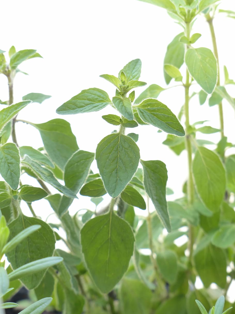 Oregano Leaves Benefits - 910x1213 Wallpaper - teahub.io