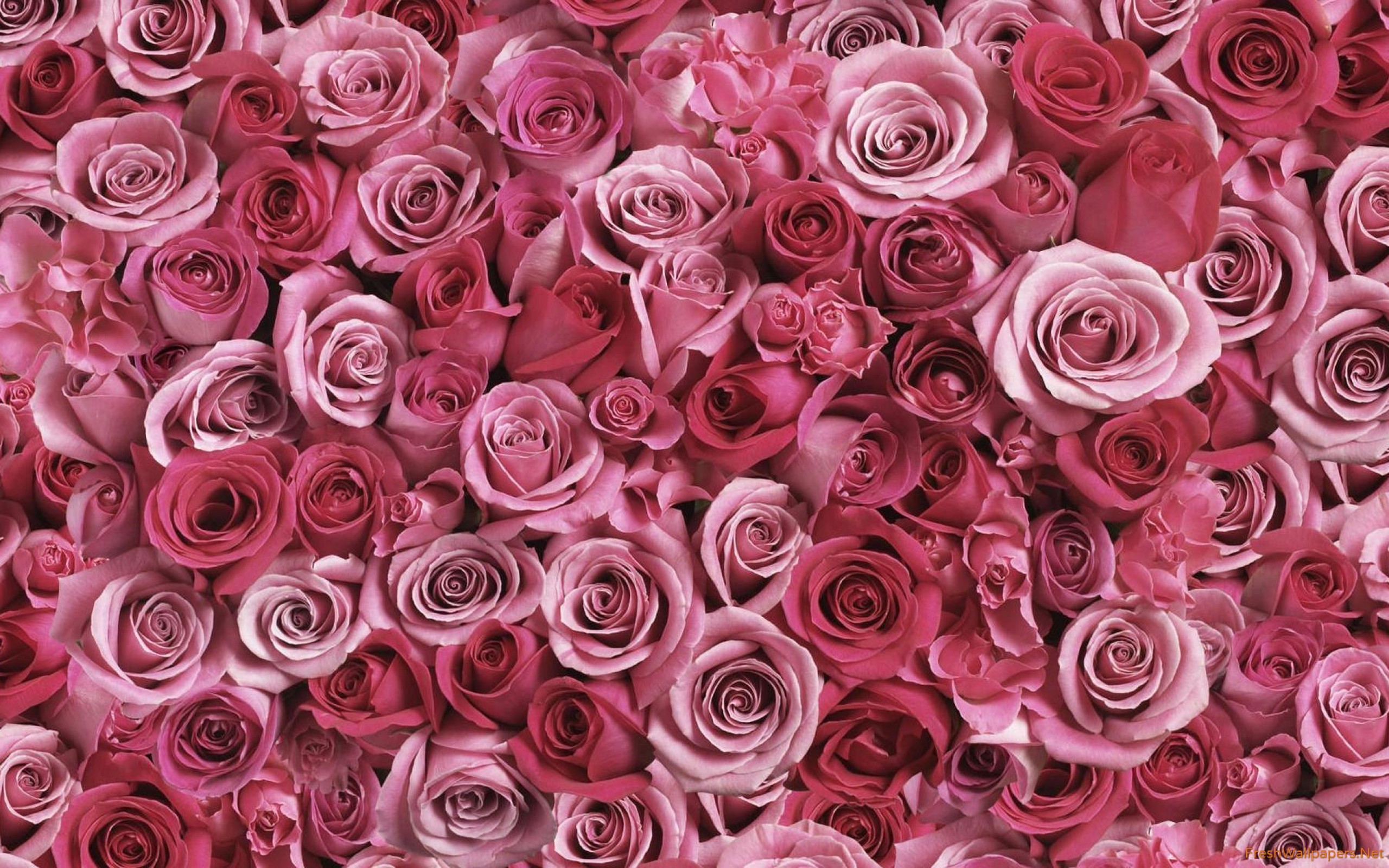 Pink Rose Wallpaper For Mobile - 2560x1600 Wallpaper - teahub.io