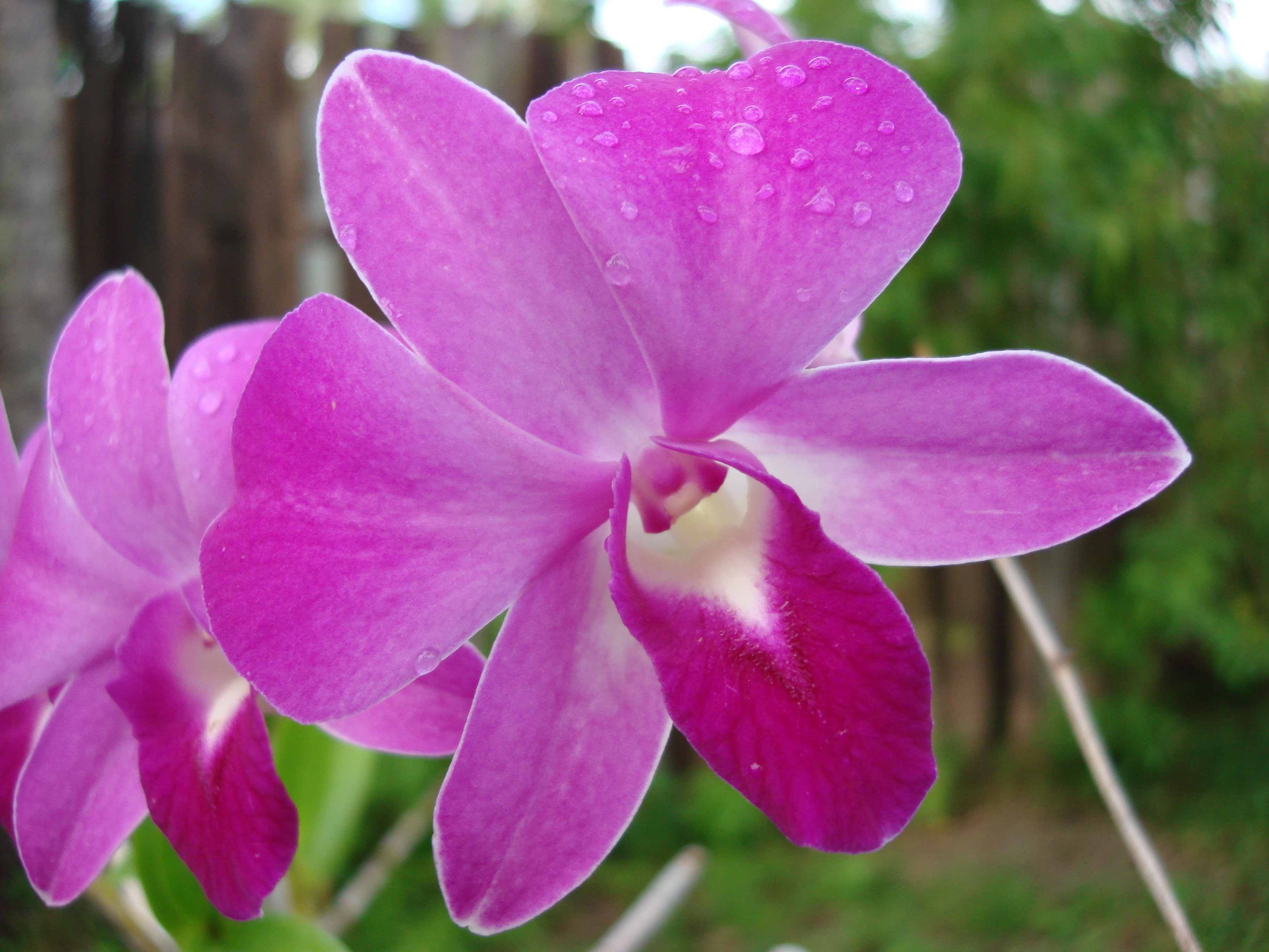 Orchids Of The Philippines - HD Wallpaper 