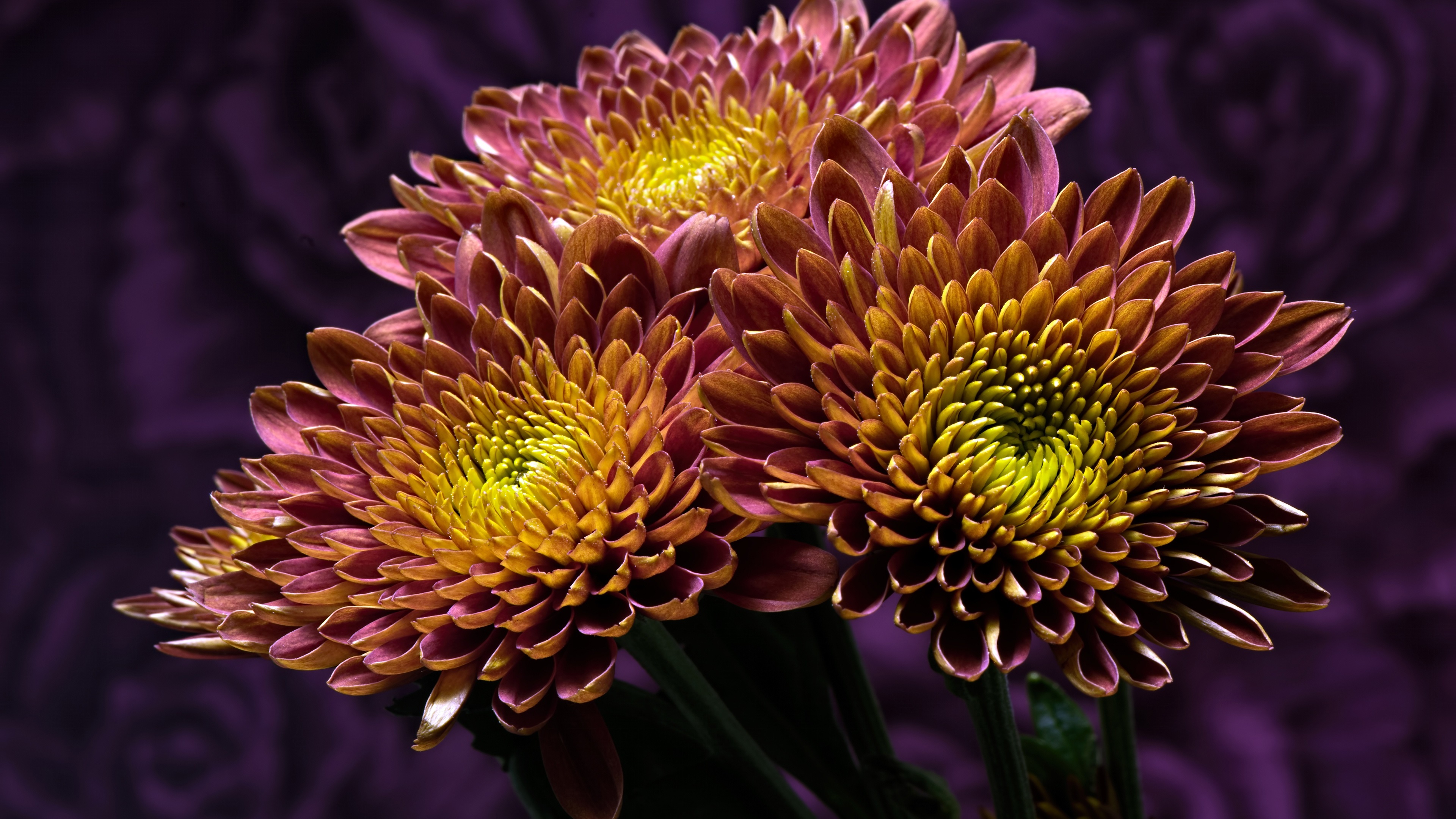 Wallpaper Two-tone Petals Chrysanthemum, Yellow And - Chrysanths - HD Wallpaper 