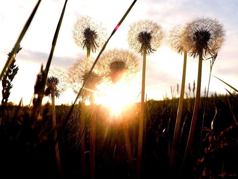 The Birth Of A New Day Wallpaper - Dandelion - HD Wallpaper 