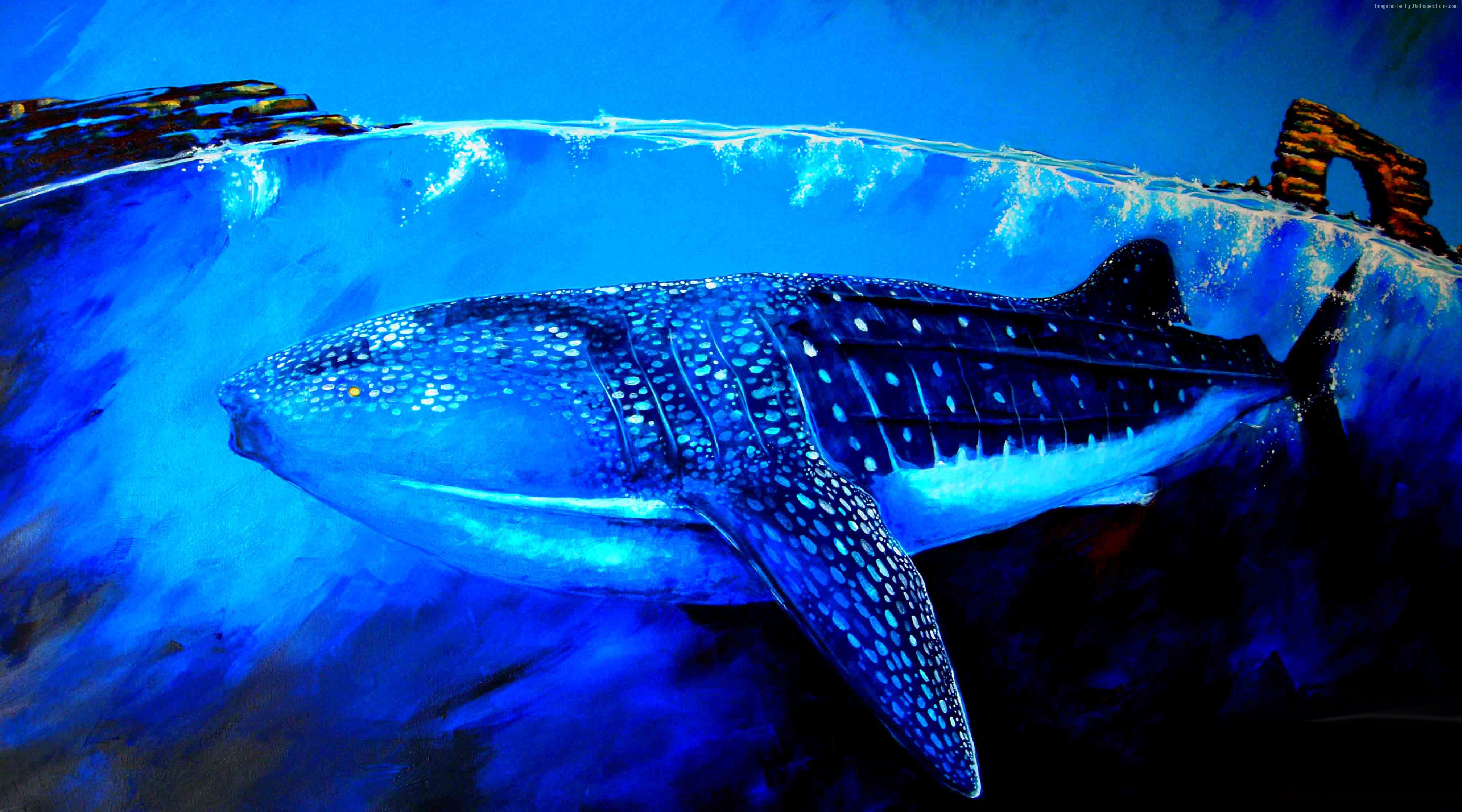 Whale Shark Wallpapers High Resolution - HD Wallpaper 