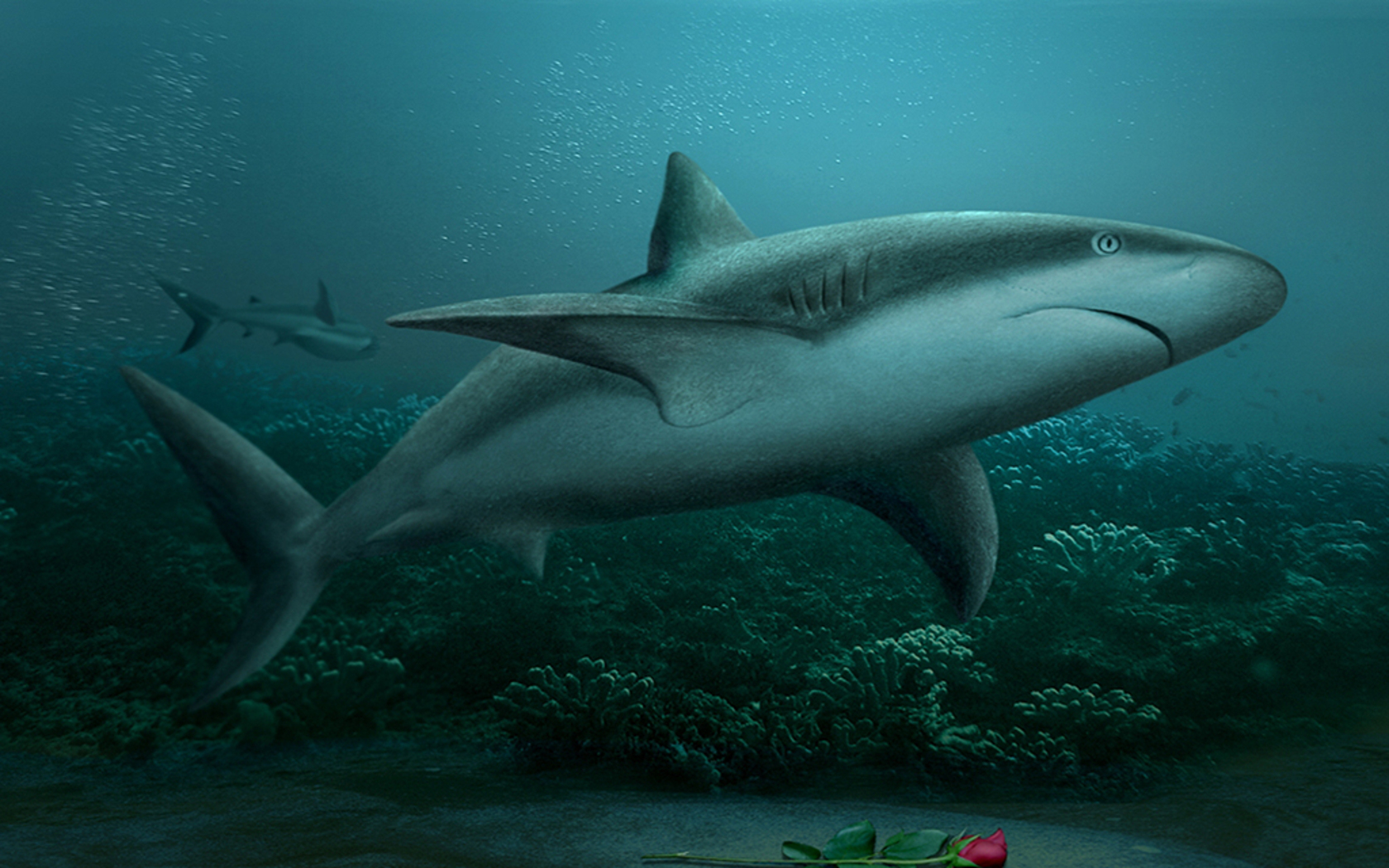 Sharks Wallpaper Sharks - Great White Shark - HD Wallpaper 