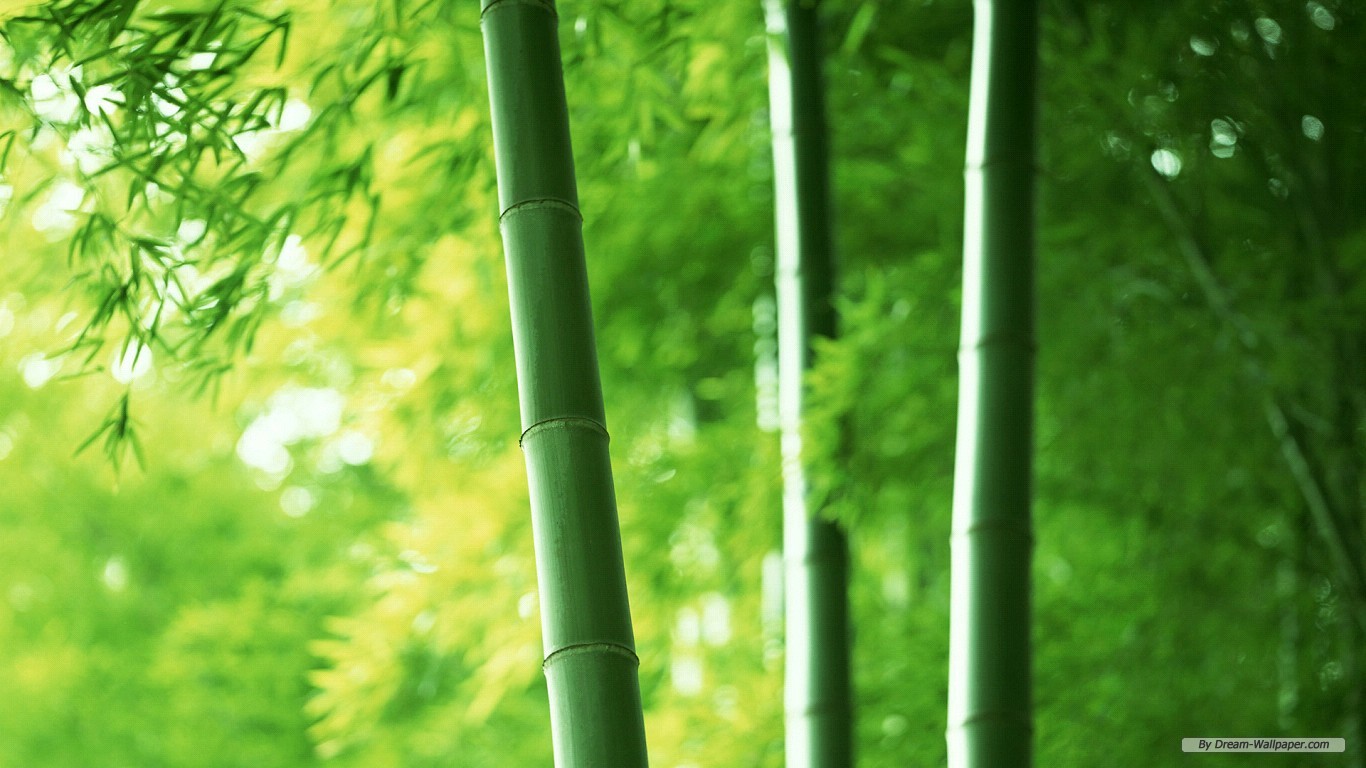 bamboo desktop wallpaper