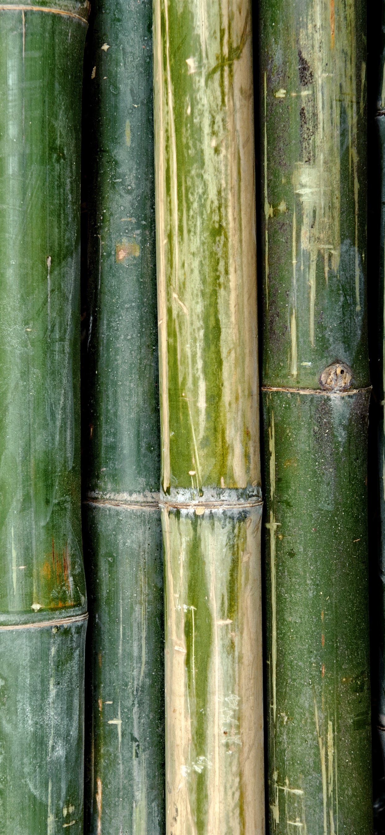 Iphone Wallpaper Green Bamboo Texture Background - Bamboo Pattern -  1242x2688 Wallpaper 