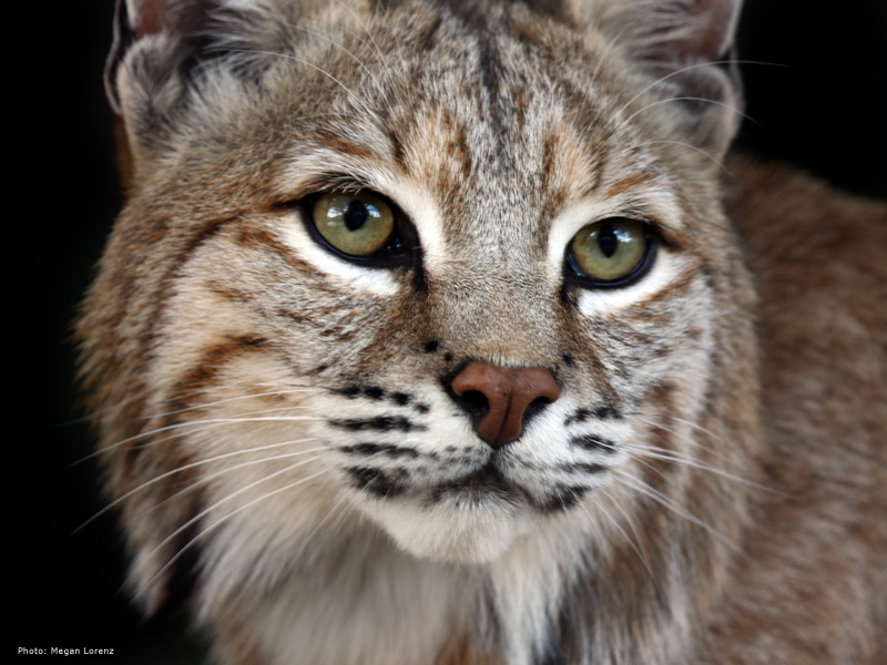 Bobcat - Bobcat Face - HD Wallpaper 