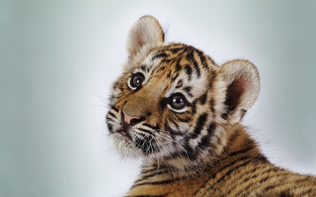 Tiger, Cute, And Animal Image - Cute Images Of Tiger - HD Wallpaper 