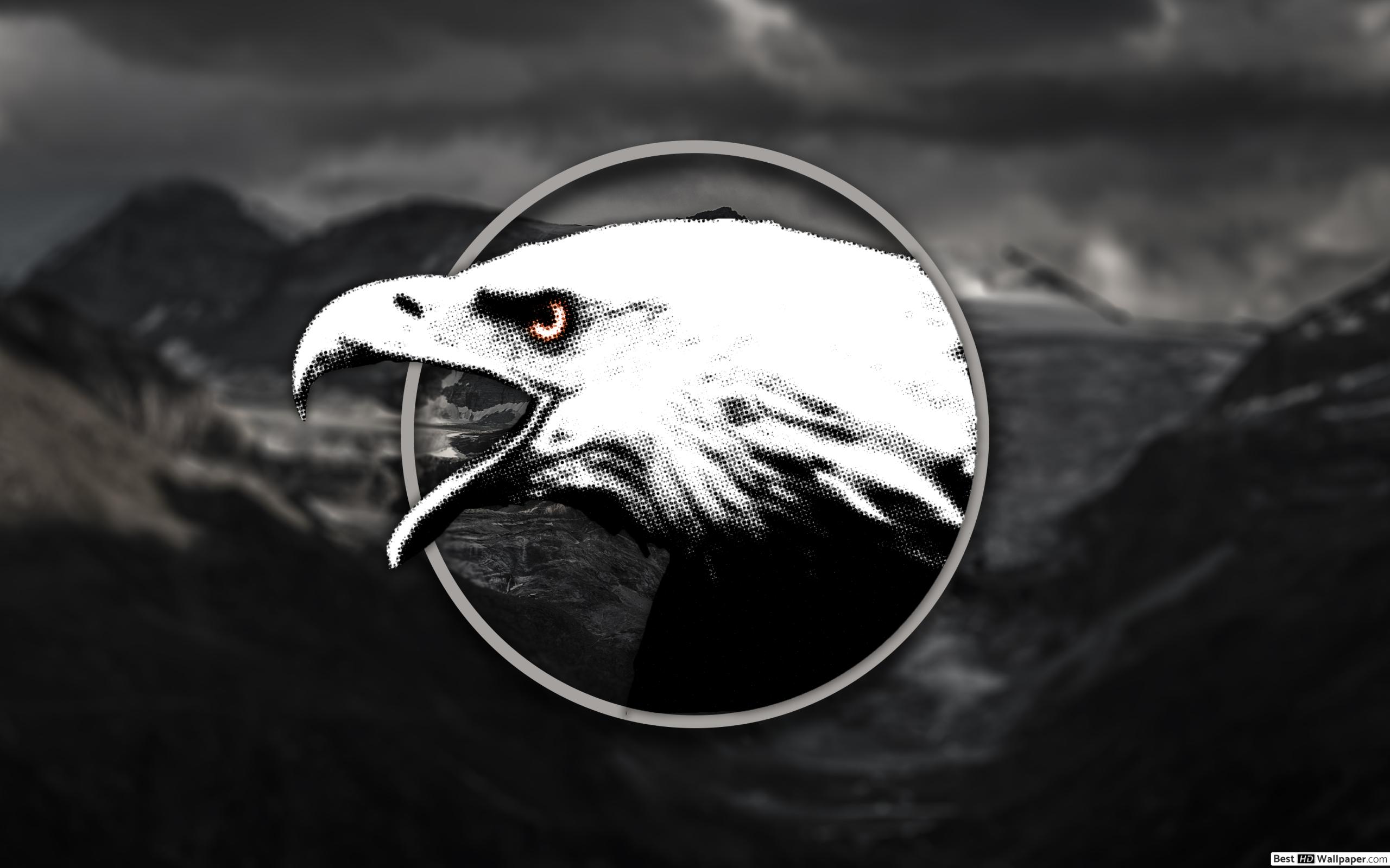 Fond D Ecran Aigle Noir Et Blanc 2560x1600 Wallpaper Teahub Io