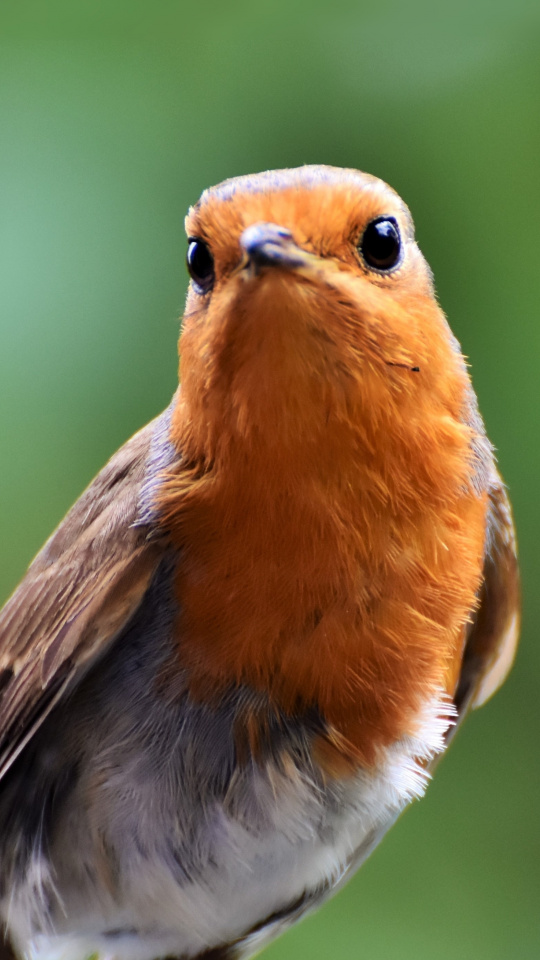 Cute European Robin - HD Wallpaper 