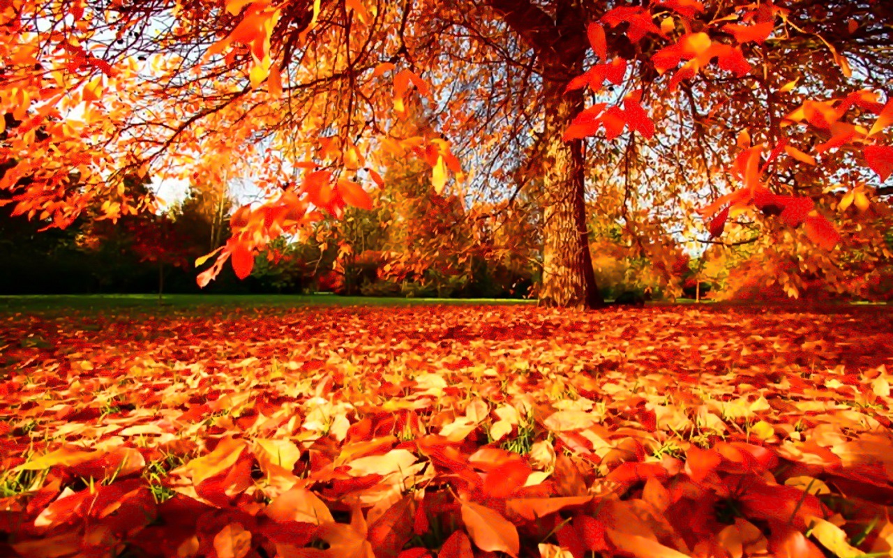Autumn Wallpaper - Leaves On The Ground In Fall - HD Wallpaper 