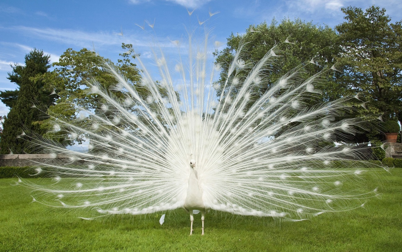 White Peacock Wallpapers - White Peacock Wallpaper Hd - 1280x804 ...