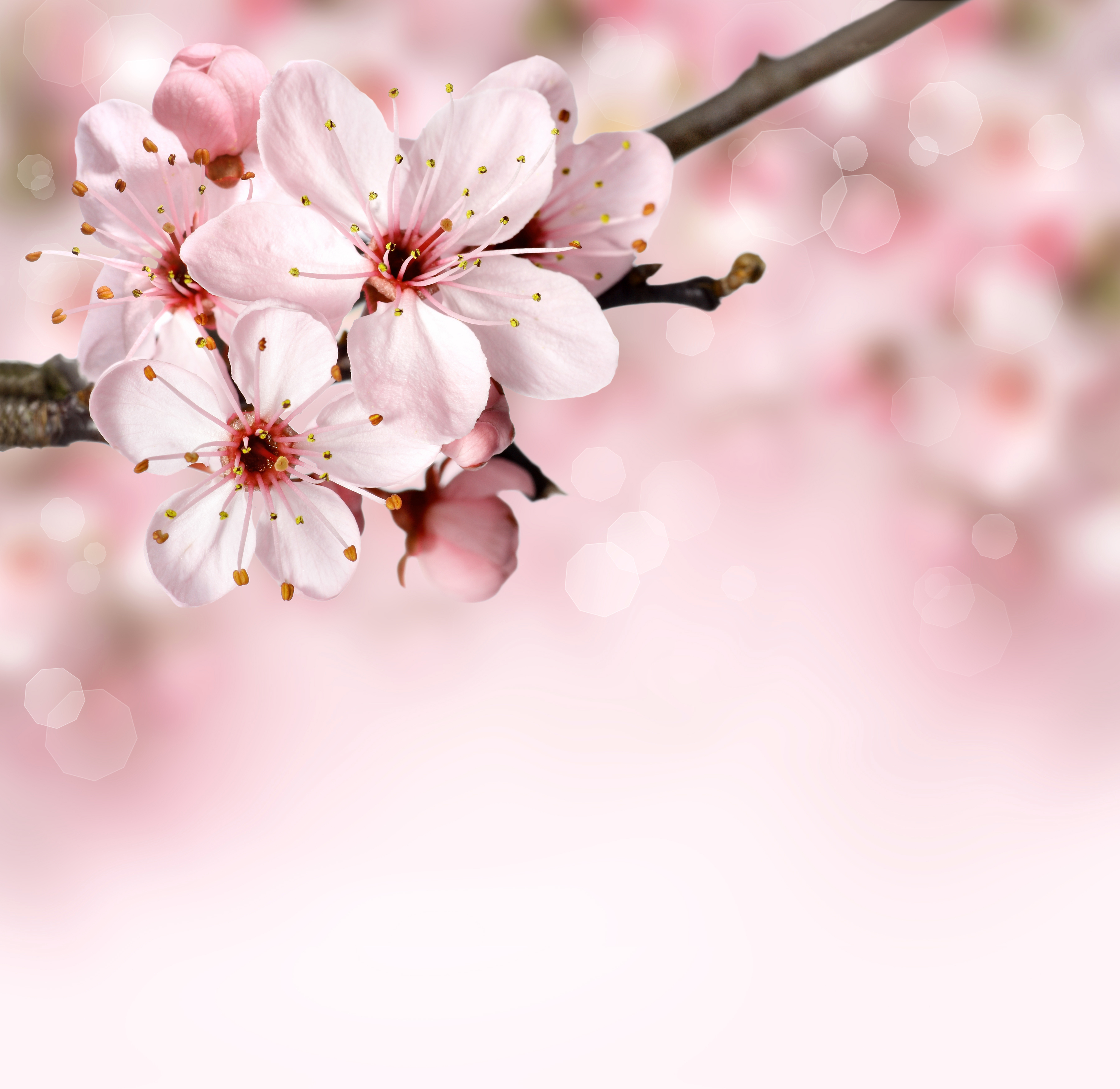 Natural Cherry Blossom - Flower Background Border Pink - 6000x5833  Wallpaper - teahub.io