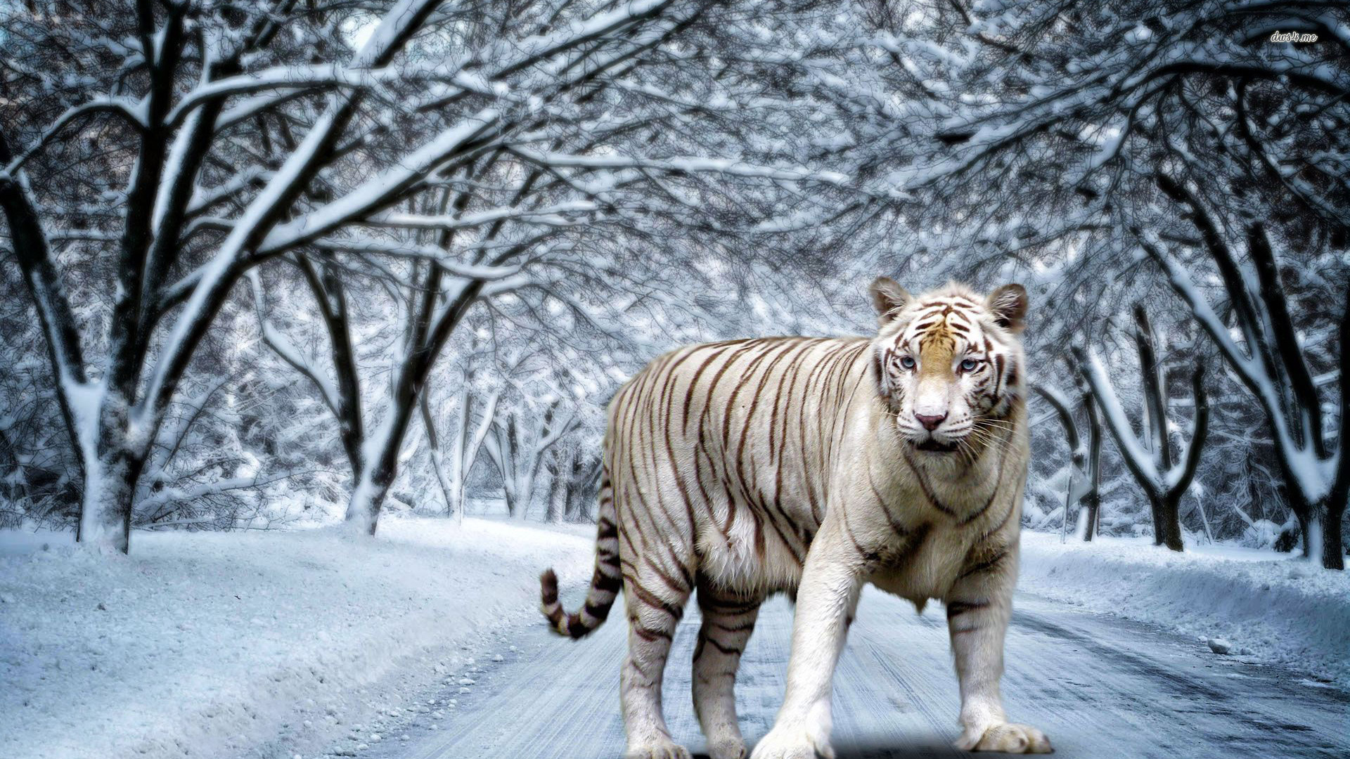 White-tiger Wallpaper - White Tiger Best - HD Wallpaper 