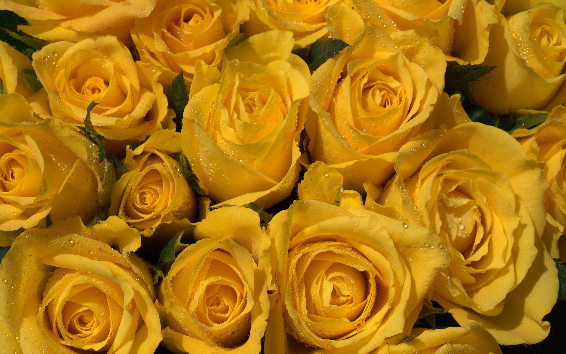 Yellow Roses Background - 1920x1200 Wallpaper 