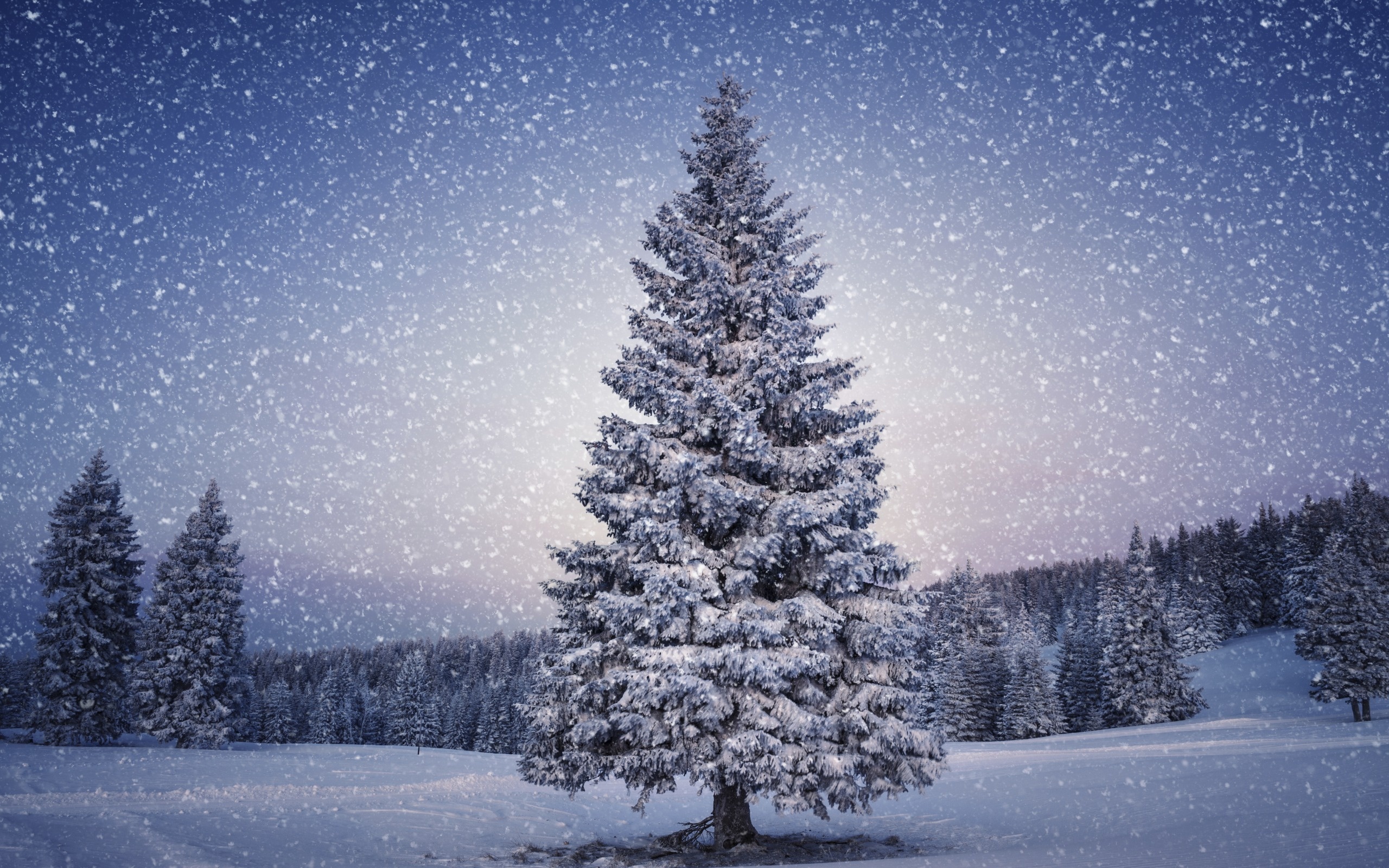 Christmas Tree Winter Wallpapers - Snow Christmas Tree Background - HD Wallpaper 