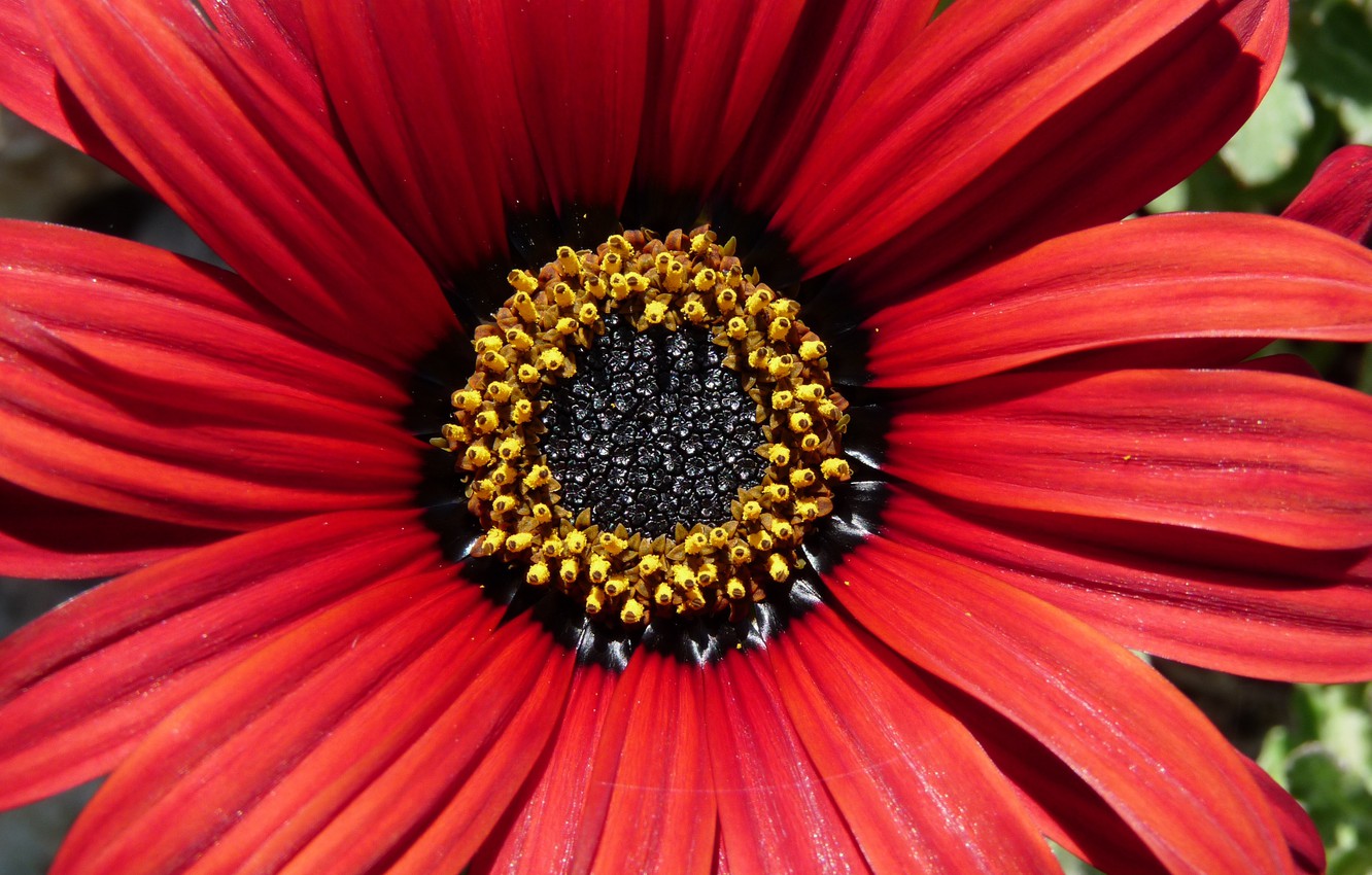 Photo Wallpaper Macro, Petals, Osteospermum, Osteospermum, - Petal - HD Wallpaper 