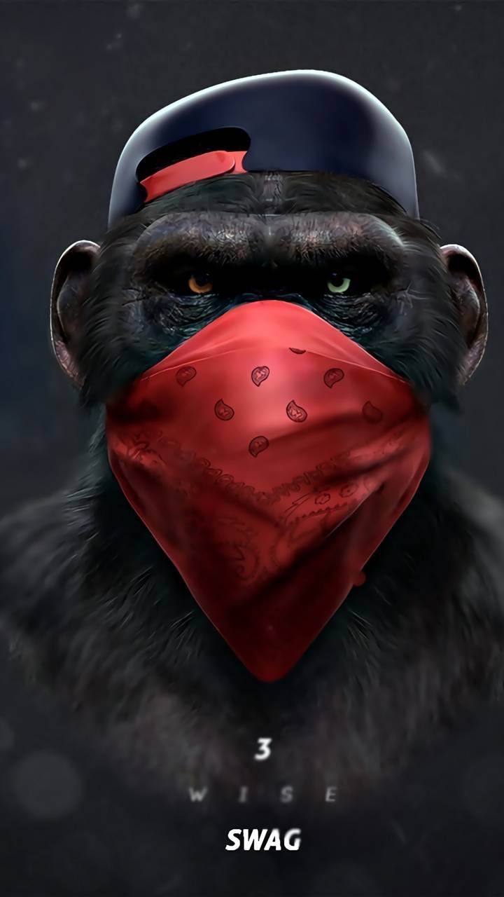 Monkey Swag - HD Wallpaper 