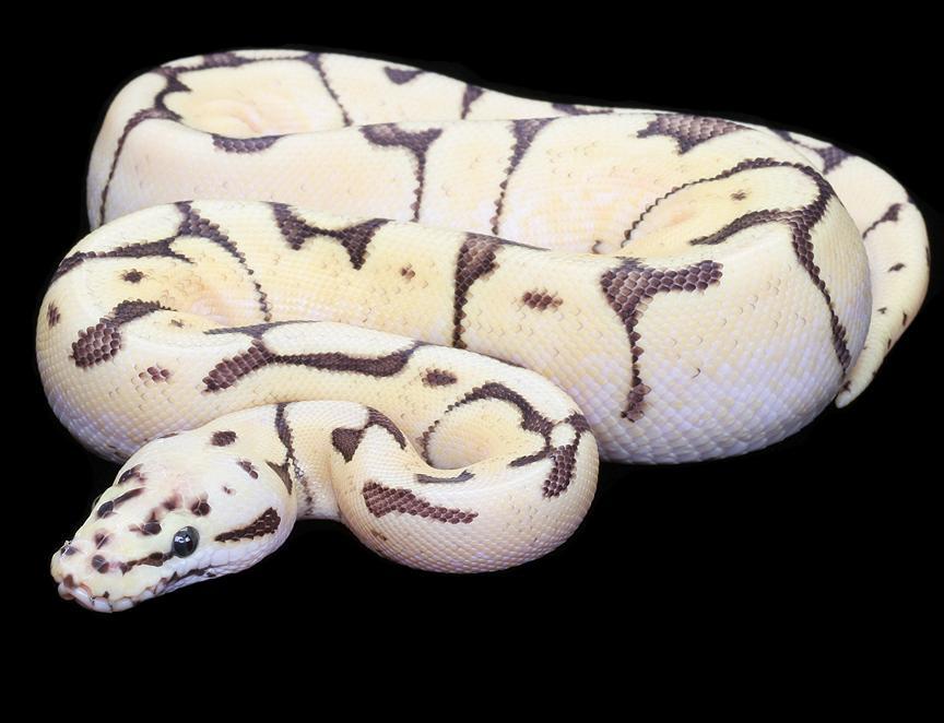 Fire Bee Ball Python - 864x662 Wallpaper - teahub.io