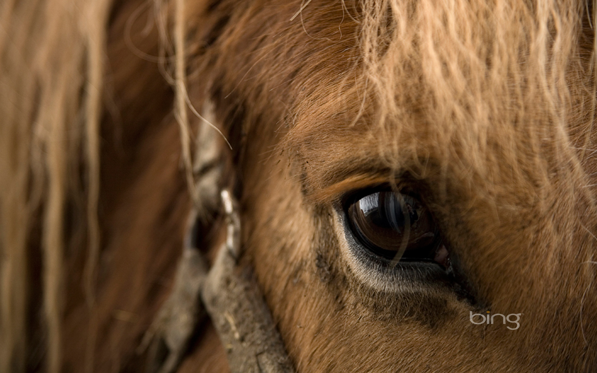 Horse Eye Wallpaper Hd - HD Wallpaper 