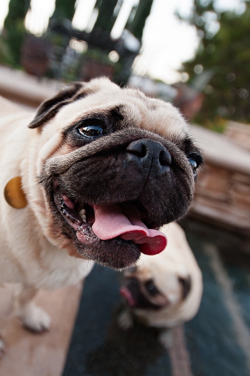 Wallpaper Pug, Face, Dog, Tongue, Service - Pug - HD Wallpaper 