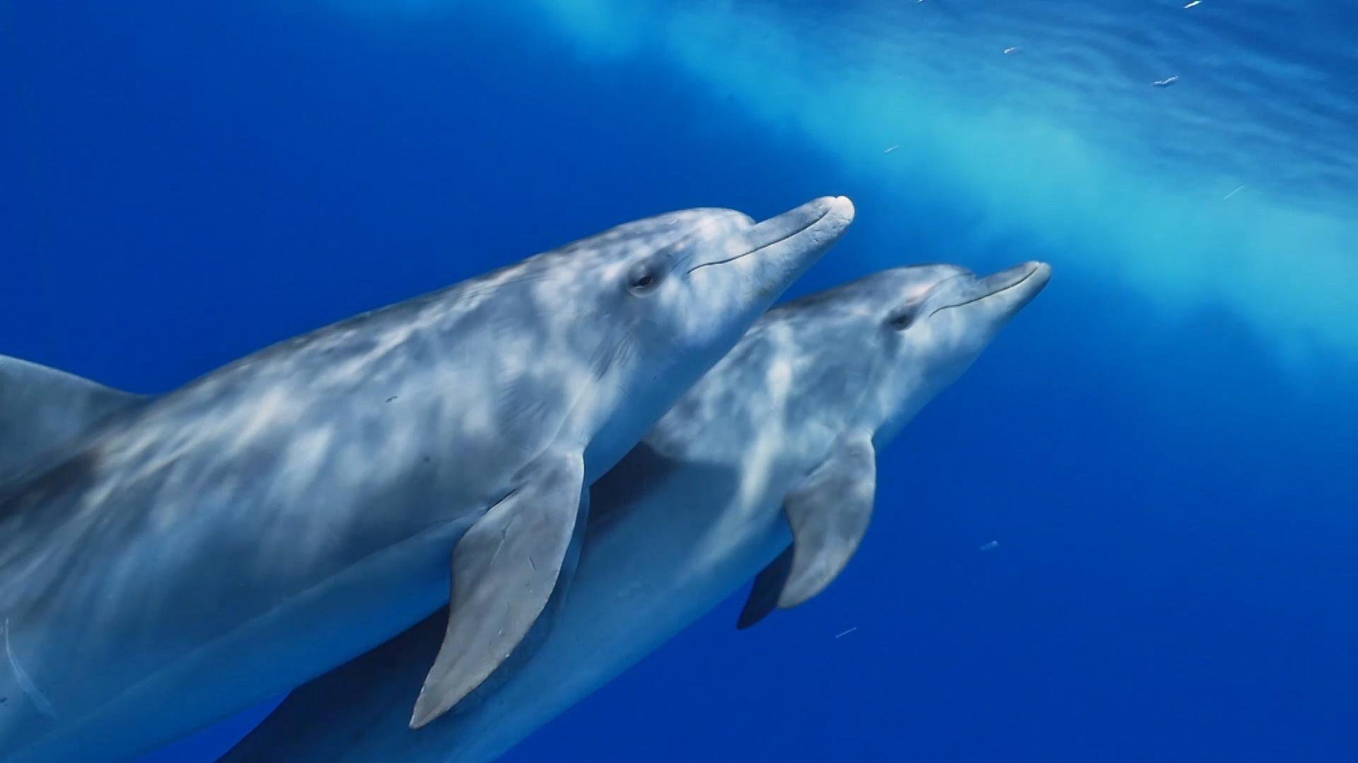 Bottlenose Dolphins Intimate Moment - 1920x1080 Wallpaper - teahub.io