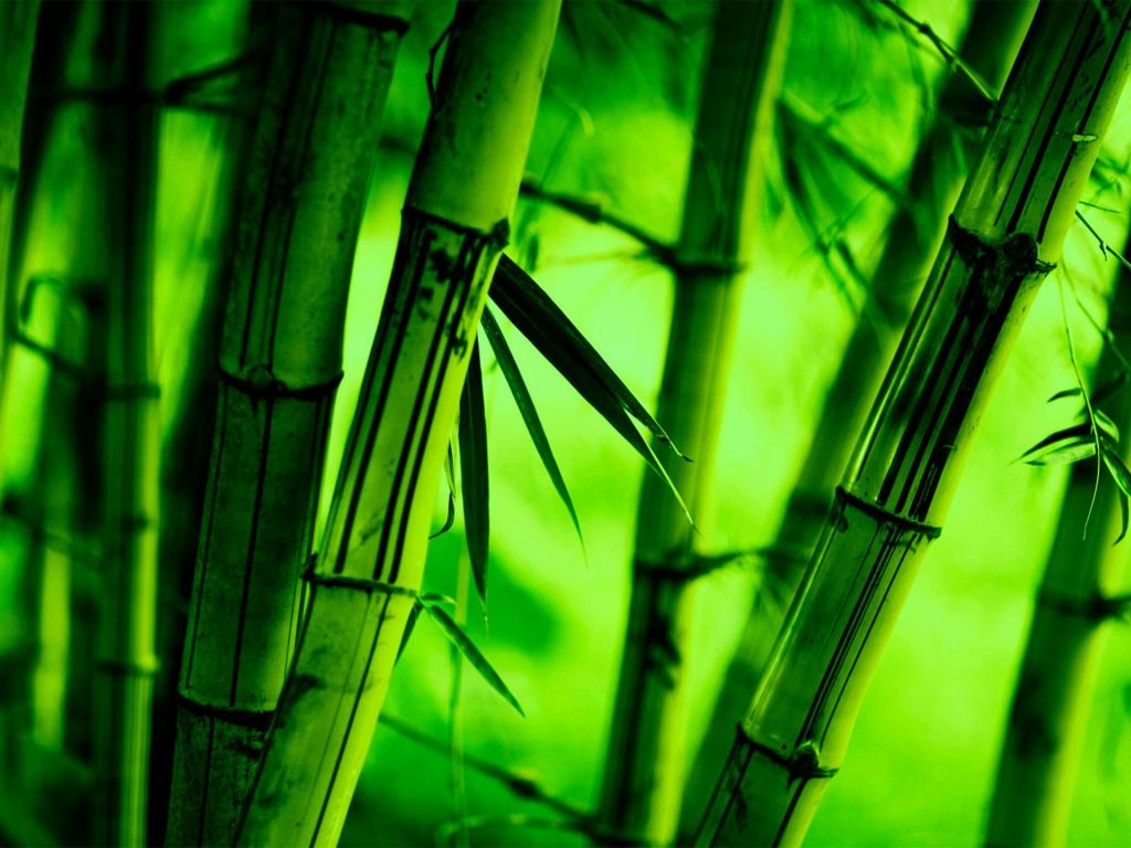 Bamboo Wallpaper - Bamboo Wallpaper 4k - 1024x768 Wallpaper - teahub.io