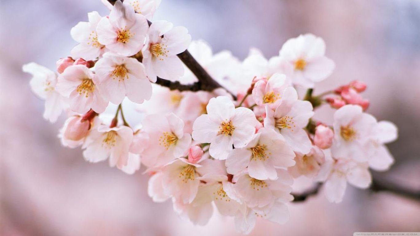 Blossoms Hd - HD Wallpaper 