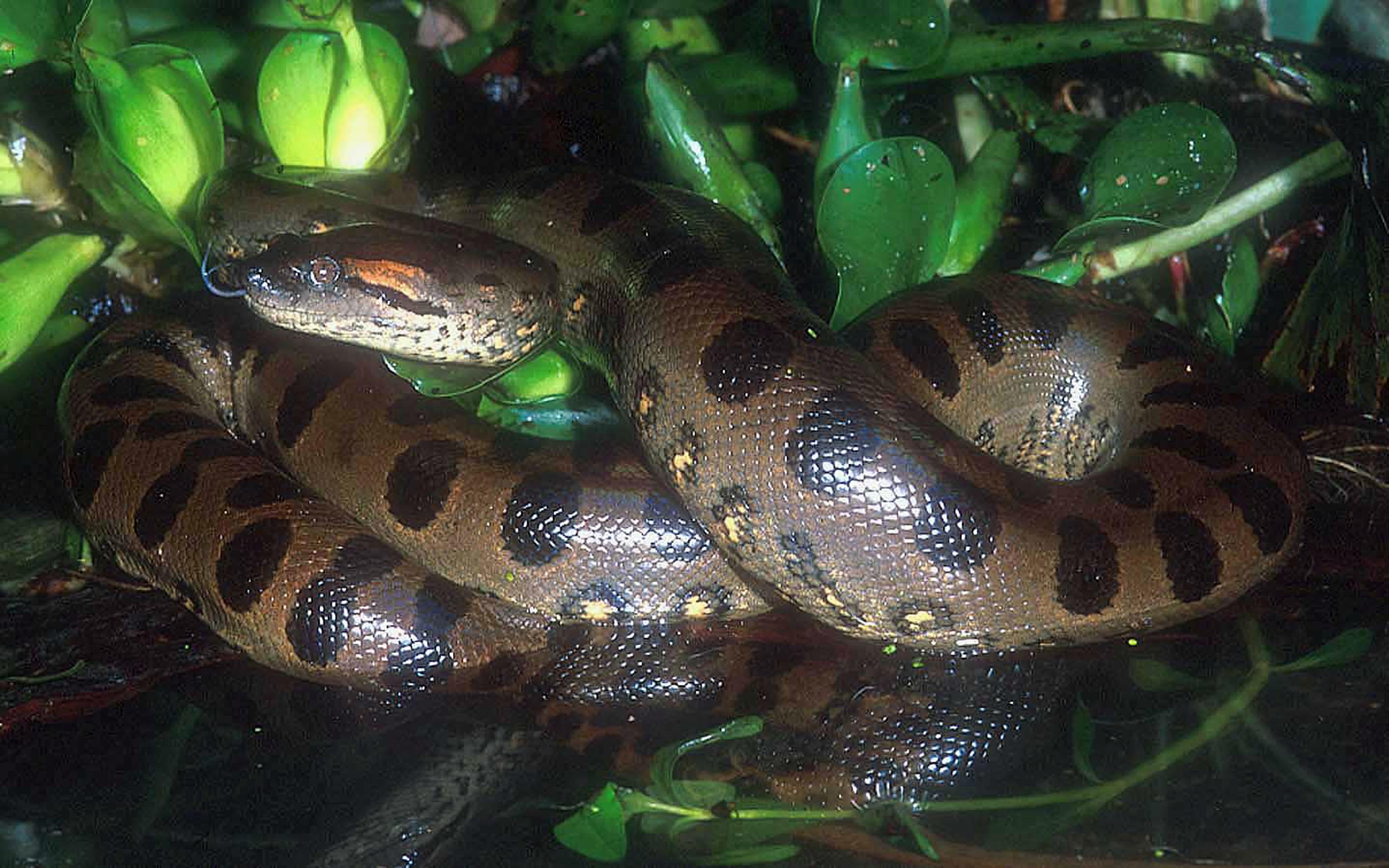 Anaconda In The Amazon - HD Wallpaper 