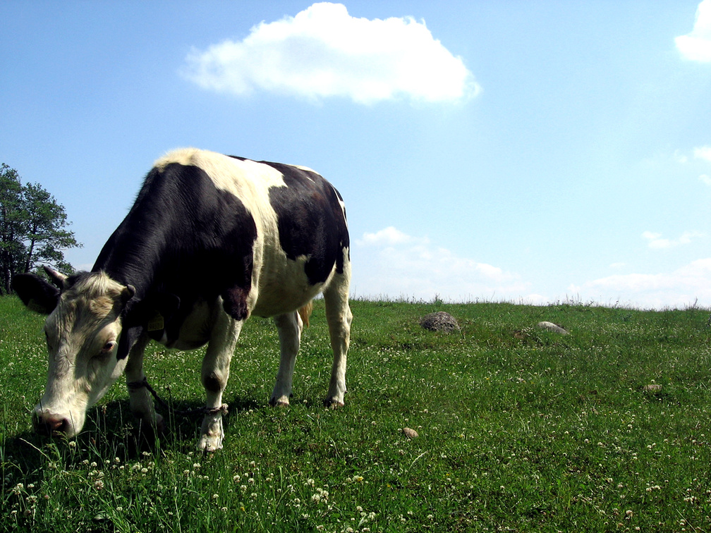 Hd Farm And Cow Backgrounds - 1008x756 Wallpaper 