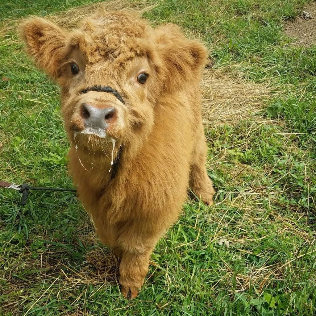 Fluffy Cow Wallpaper - Fluffy Cows On Tumblr, Here are only the best