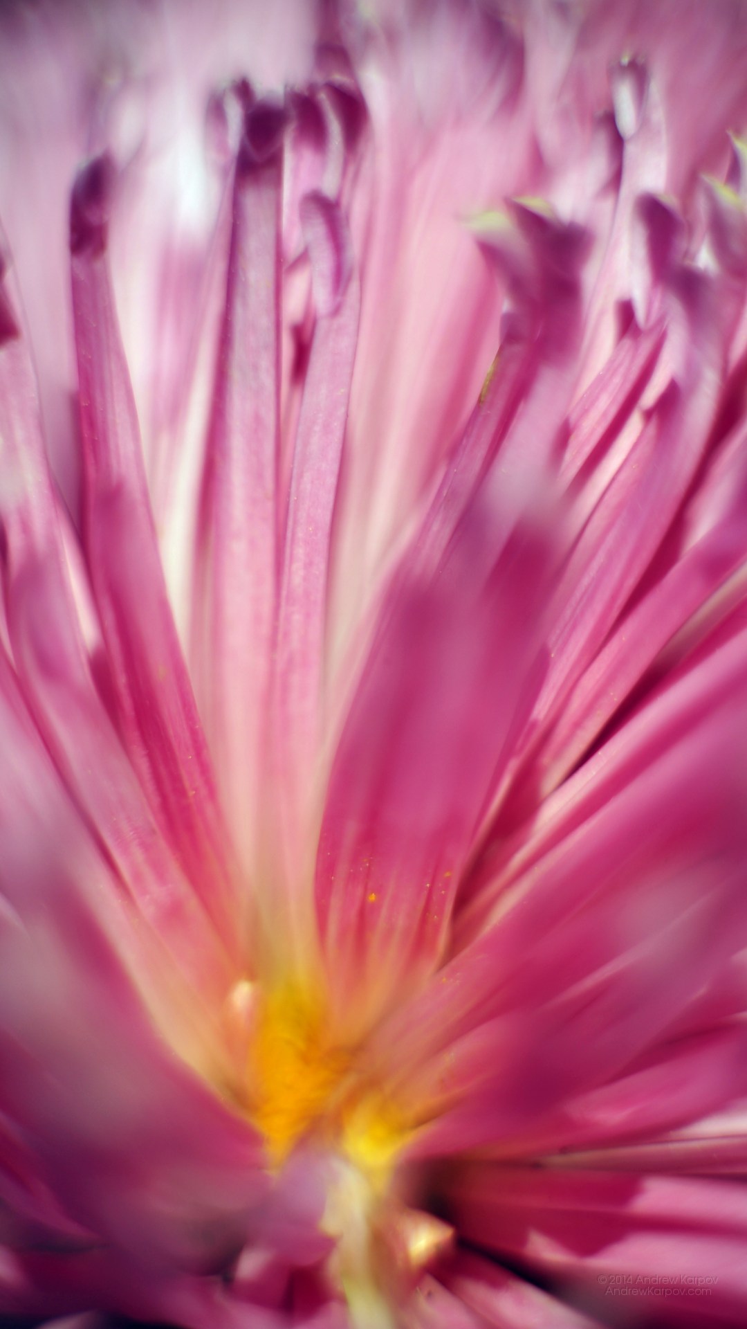 Lenovo K6 Power Background - Slike Cvijeća Za Pozadinu - 1080x1920 ...