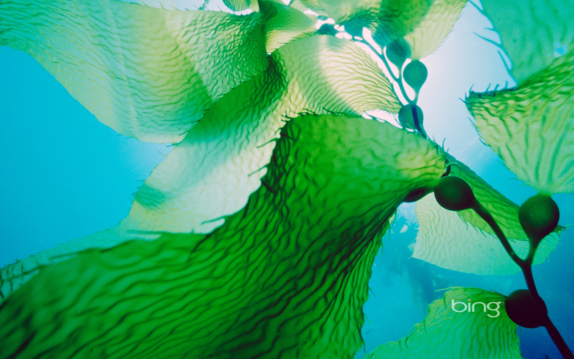 Giant Kelp Bing Best Wallpaper - Seaweed - HD Wallpaper 