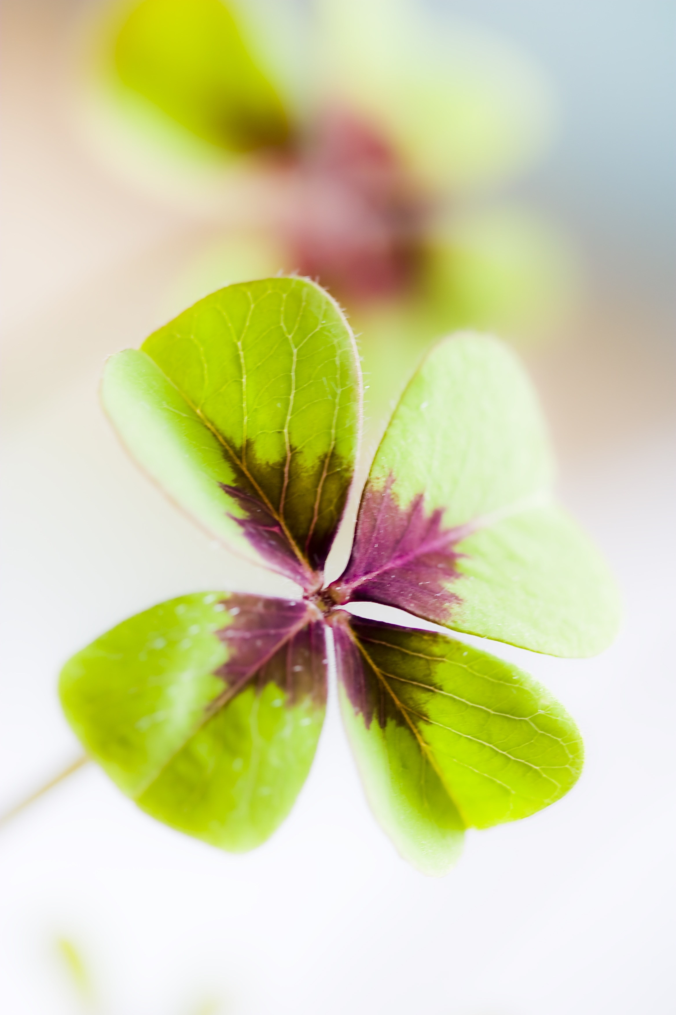 Four Leaf Flower With Purple And Green Leaf - 2336x3504 Wallpaper ...