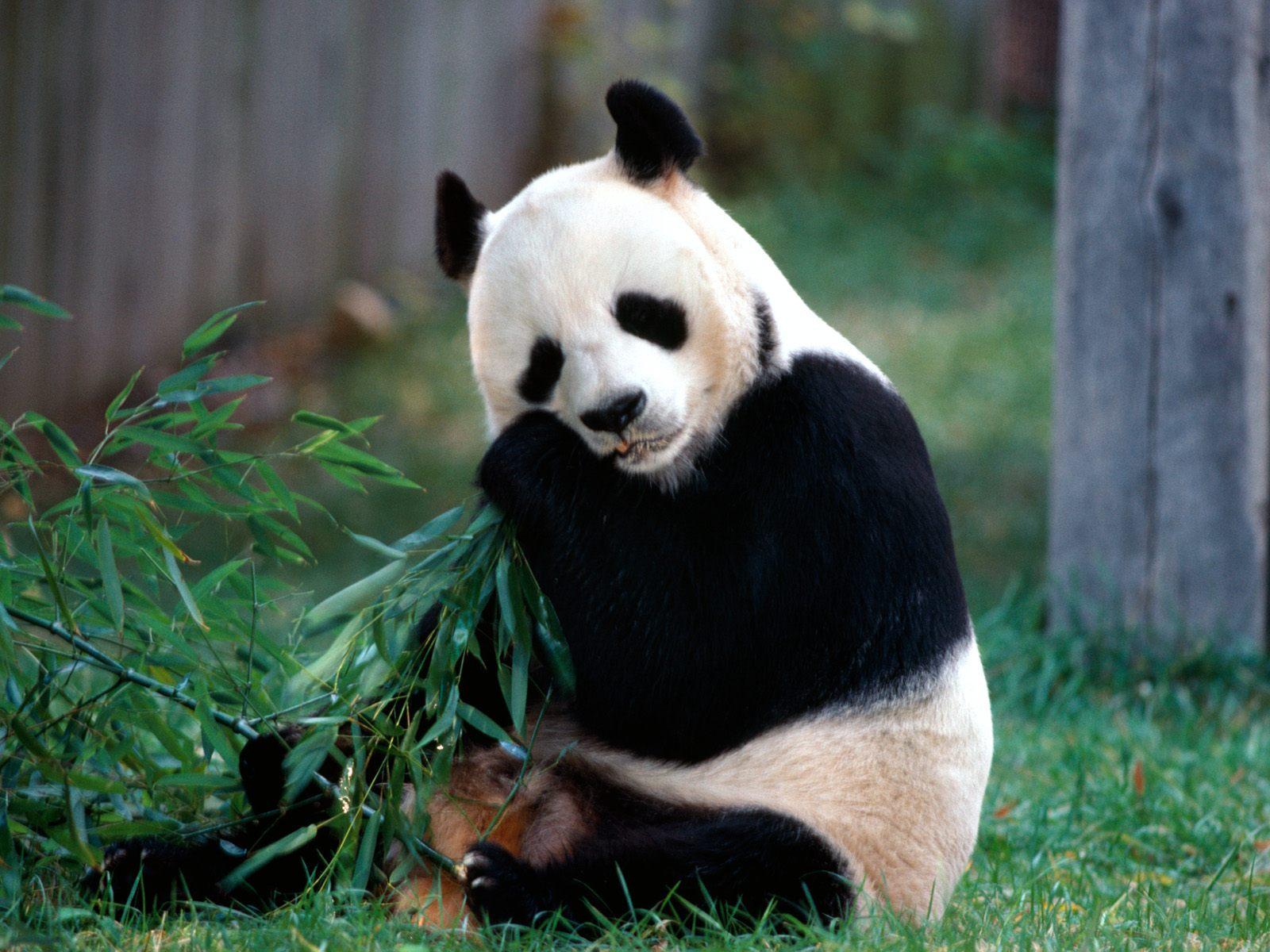 Animals Wallpapers - We Can Find Panda - HD Wallpaper 