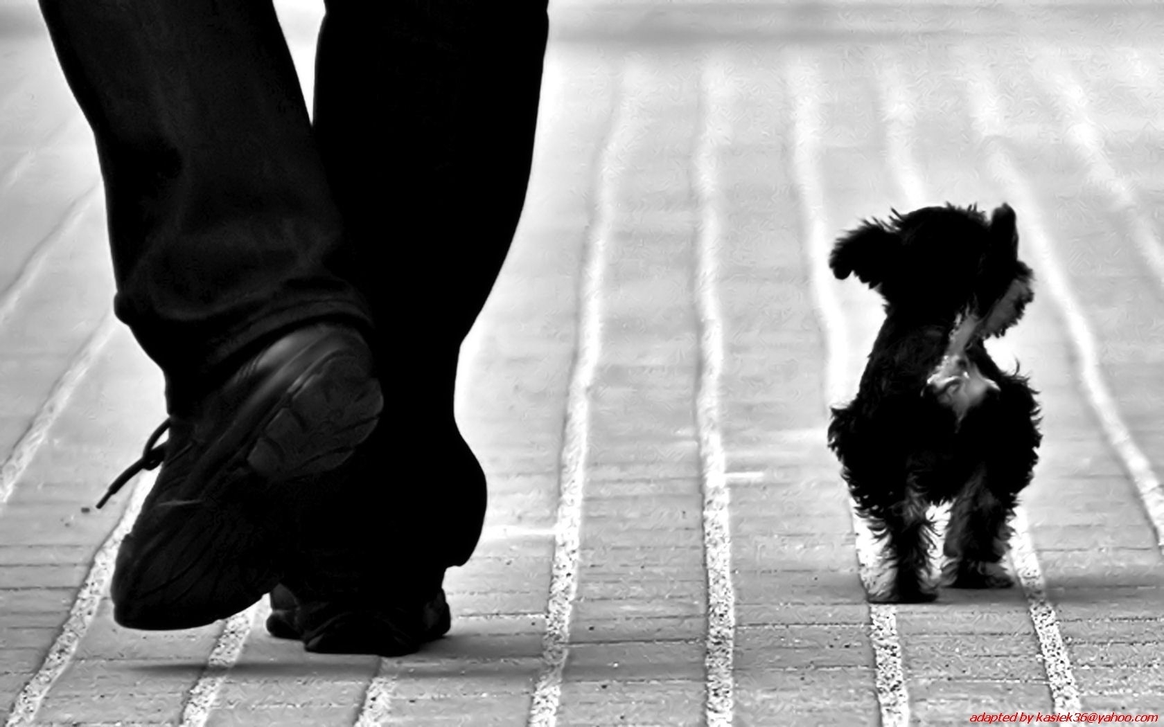 black-and-white-animal-wallpaper-1680x1050-wallpaper-teahub-io