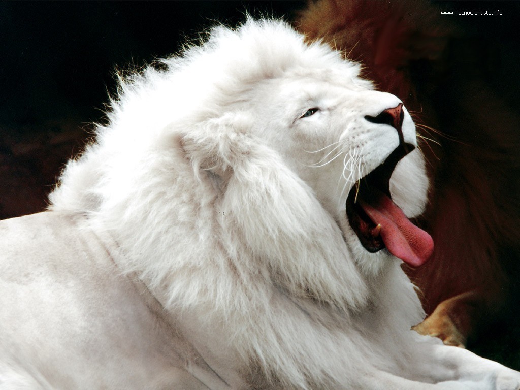 White Lions - HD Wallpaper 