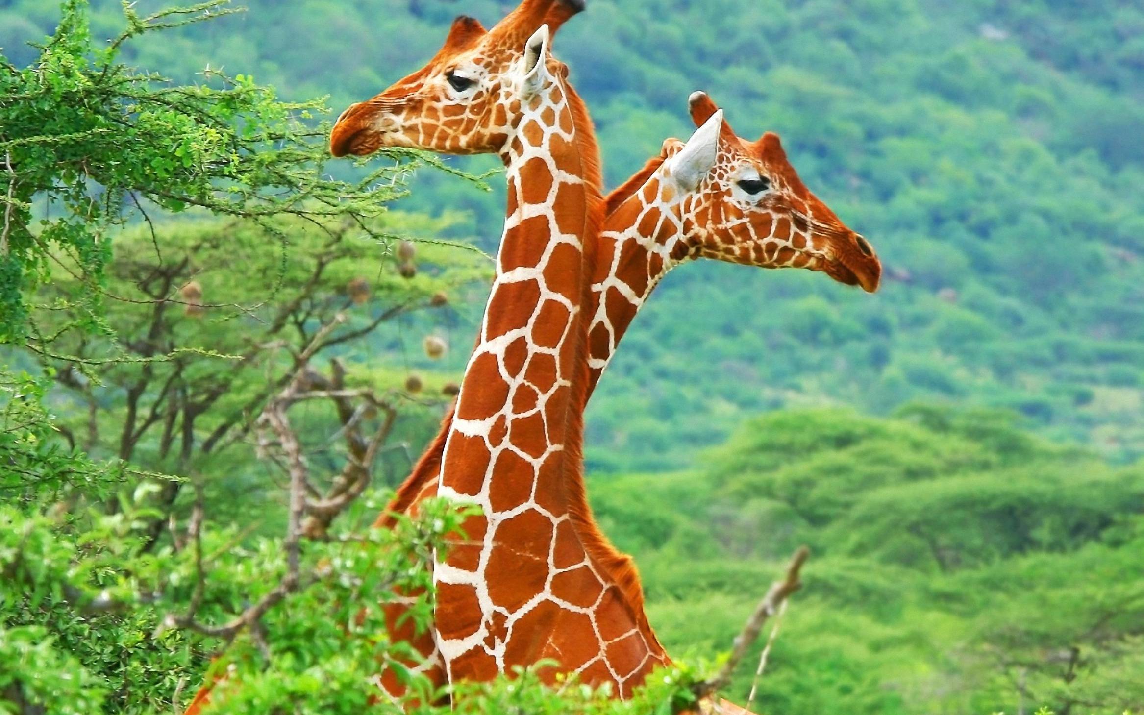 Half Body Giraffe Desktop Background Hd Deskbg animal - Hd Wallpapers  Giraffe - 2334x1459 Wallpaper 