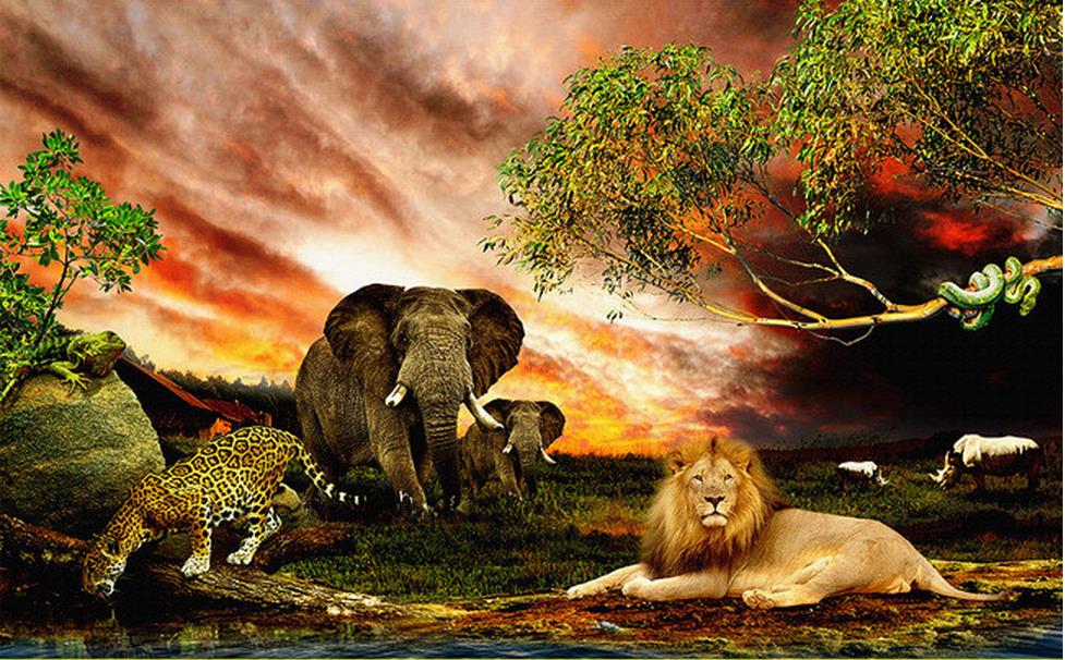 Nature Background With Lion - 977x606 Wallpaper 