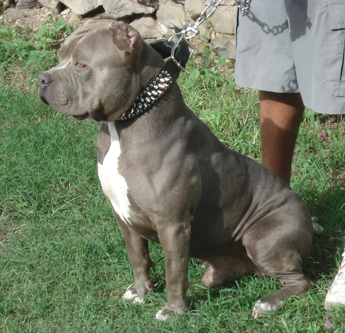 are bullmastiffs pitbulls