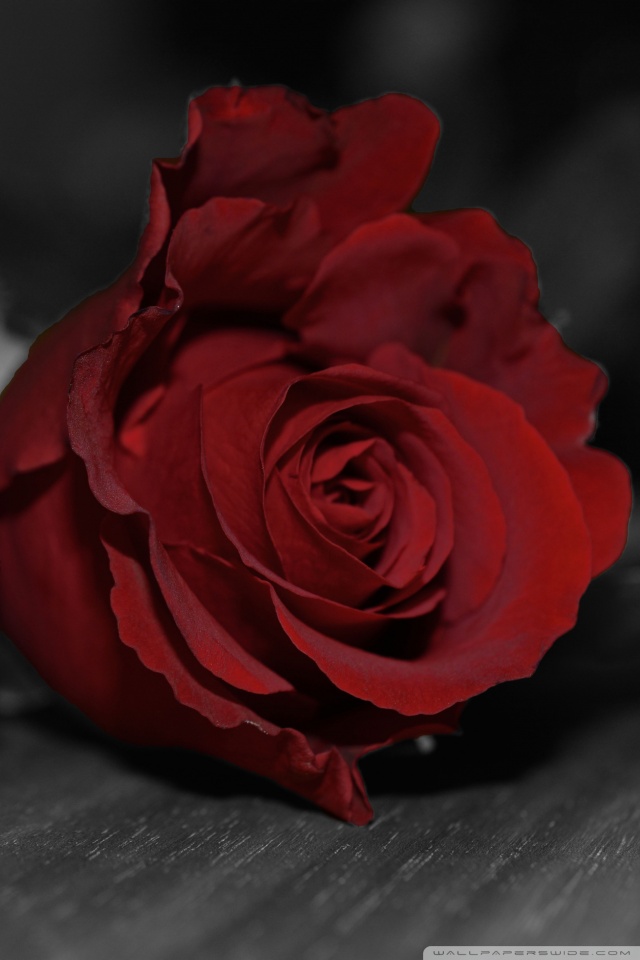 Black With Red Rose - 640x960 Wallpaper - teahub.io
