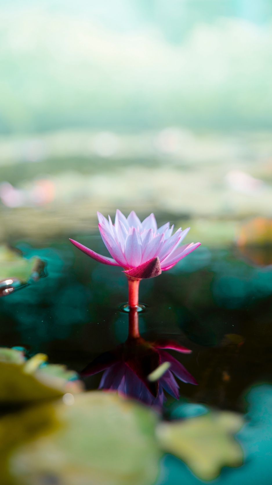 Wallpaper Lotus, Flower, Water, Pink, Blur - Lotus Flower 1080 By 1920 ...