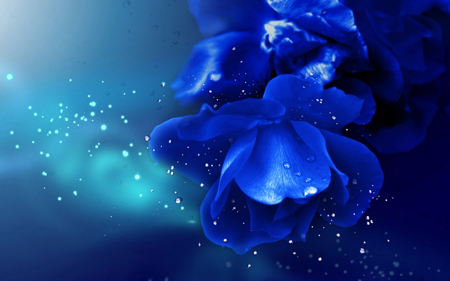 Royal Blue Rose Background - 1440x900 Wallpaper 